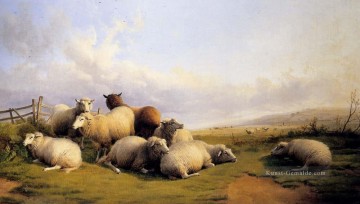  land - Schaf in einer umfangreichen Landschaft Bauernhof Tiere Thomas Sidney Cooper